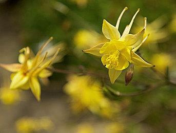 《燕云十六声》PC公测预告 12月27日开始